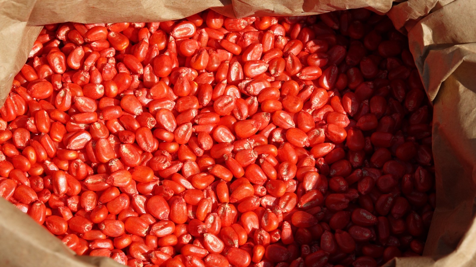 Büyükşehir Belediyesi Mısır Ekimine Başladı