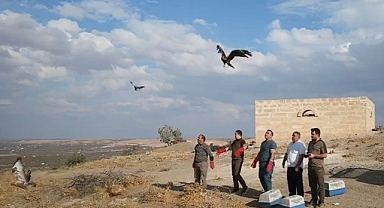 Doğada yaralı halde 3 kuş bulundu!