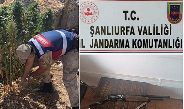 Şanlıurfa'da 102 kök Hint keneviri ile av tüfeği ele geçirildi