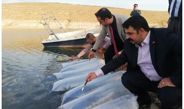 Şanlıurfa'da baraj göletine 1 milyon balık yavrusu bırakıldı