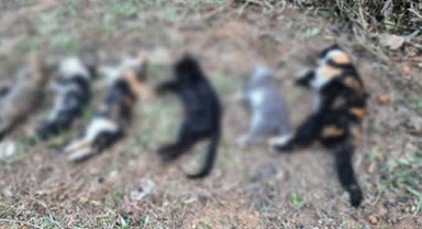 Urfa Ulu Camide Toplu Kedi Ölümleri Sürüyor