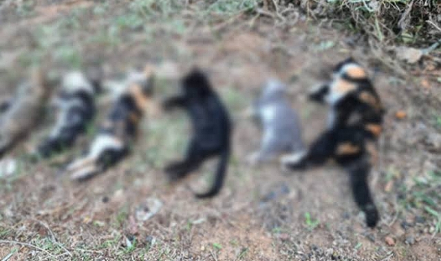 Urfa Ulu Camide Toplu Kedi Ölümleri Sürüyor