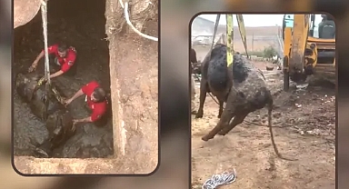 Çiftlikten kaçtı, çukura düştü!