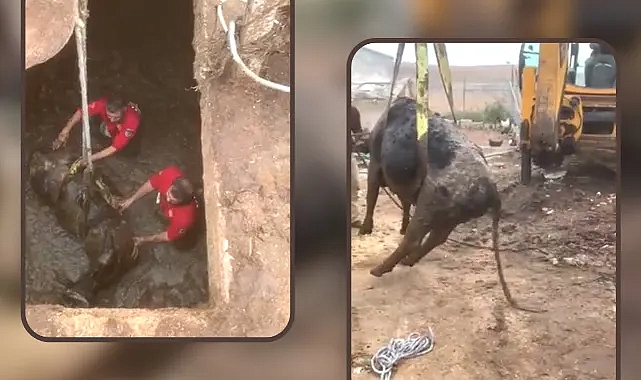 Çiftlikten kaçtı, çukura düştü!