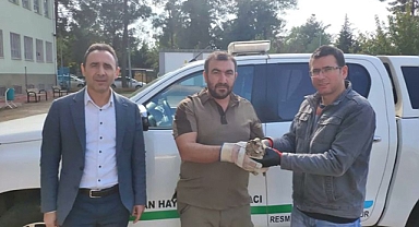 Doğada yaralı halde bulundu: Tedavi altına alındı!