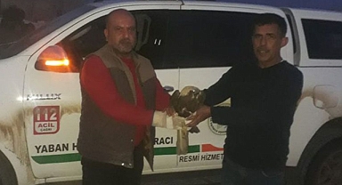 Doğada yaralı halde bulundu: Tedavi altına alındı!