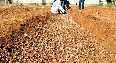 En değerli baharat! HRÜ Urfa'ya tekrar kazandırdı!