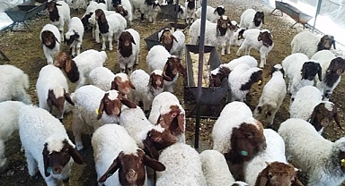 Harran Üniversitesi'nden çalışma: Hayvan seçiminde kullanılacak!