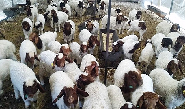 Harran Üniversitesi'nden çalışma: Hayvan seçiminde kullanılacak!