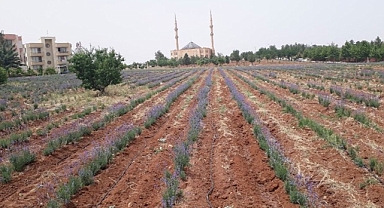 Şanlıurfa'da lavanta yetiştirildi!