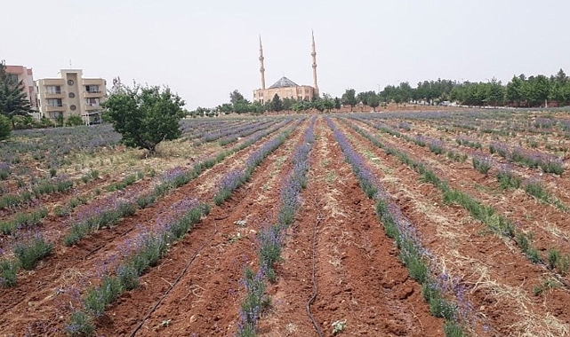 Şanlıurfa'da lavanta yetiştirildi!