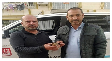 Şanlıurfa'da yaralı halde bulunan çulluk kuşu tedavi altına alındı