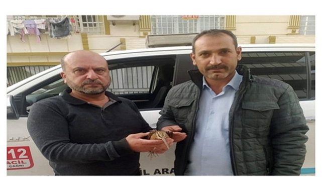 Şanlıurfa'da yaralı halde bulunan çulluk kuşu tedavi altına alındı