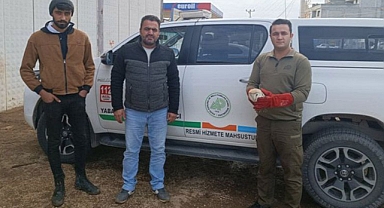 Yaralı halde bulundu! Tedavi altına alındı!