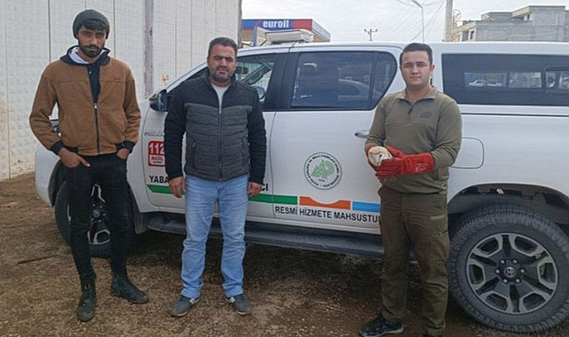 Yaralı halde bulundu! Tedavi altına alındı!