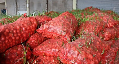22 ton çürümüş soğan imha edildi!