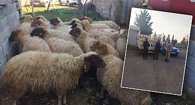 Hayvan hırsızları yakalandı!