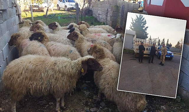 Hayvan hırsızları yakalandı!