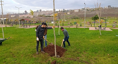 Siverek’te Parklarda ağaç dikimi yapılıyor