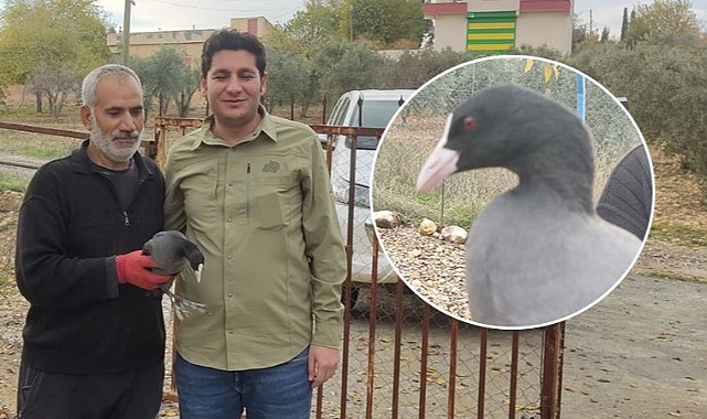 Yaralı halde bulunmuştu! Tekrar doğaya salındı!