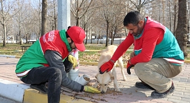Karaköprü'de Sokaktaki Canlar Aç Kalmıyor