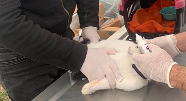 Büyükşehir’den Adıyaman’a sokak hayvanları için çadır hastane!