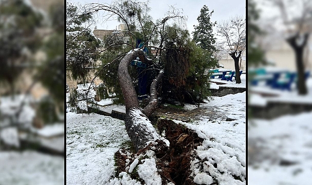 Şanlıurfa'da ağaç devrildi!