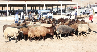 Urfa'da Hayvan Pazarları Şap Hastalığı Nedeniyle Kapatıldı