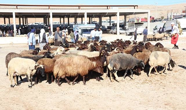 Urfa'da Hayvan Pazarları Şap Hastalığı Nedeniyle Kapatıldı