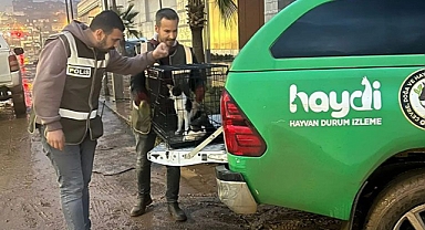 Urfa'da kedi ve köpekler sel nedeniyle mahsur kaldı: HAYDİ ekipleri kurtardı!