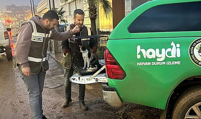 Urfa'da kedi ve köpekler sel nedeniyle mahsur kaldı: HAYDİ ekipleri kurtardı!