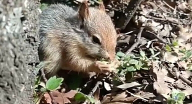 Kolinin içine sakladılar: 15 Sincap yavrusu doğaya salındı!