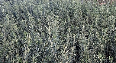 Şanlıurfa'da Zeytin ve Fıstık Fidanlarına Talep Artıyor/İZLE