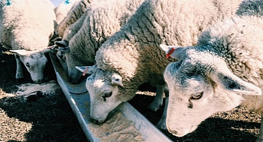 Tarih verildi! Hayvan pazarları ne zaman açılacak?