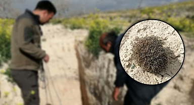 Urfa'da çukura düşmüş halde bulundu: Tedavisi yapıldı!