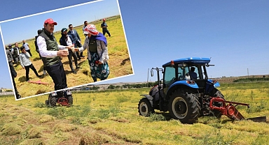 Şanlıurfa’da mercimek hasadı başladı!