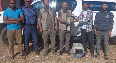 Urfa’da yılan kartalı bulundu!