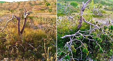 Urfa’da yine doğa katliamı! Yüzlerce fıstık ağacını kestiler!