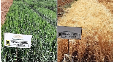 Harran Üniversitesi’nde Kuraklığa Karşı İki Yeni Buğday Çeşidi Geliştirildi