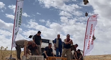 Kafesler açıldı! Şanlıurfa’da 300 adet doğaya salındı