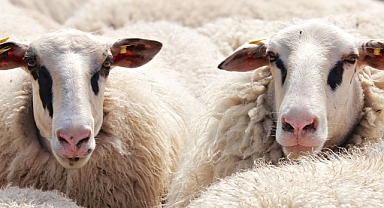 Kurbanlık hisseleri ne kadar olacak? Kurban fiyatları arttı mı? İşte son durum