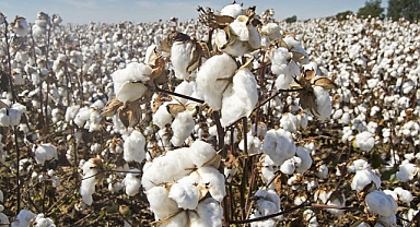 Şanlıurfa Ticaret Borsası açıkladı! İşte preseli pamuğun rekor fiyatı!