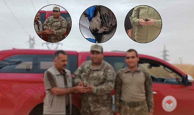 Urfa’da yaralı halde 3 kuş bulundu!