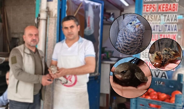 Urfa’da yaralı halde 5 kuş bulundu!