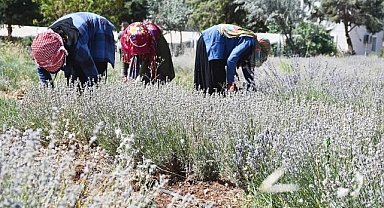Harran üniversitesi Ziraat fakültesi 'nde Lavanta hasadı başladı