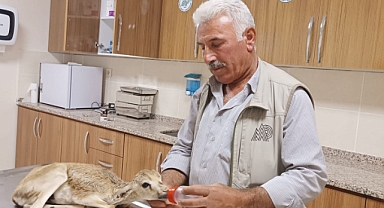 Urfa'da bir ceylan yavrusu yaralı halde bulundu!