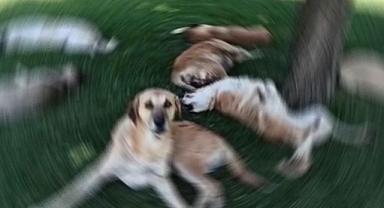 Urfa'da kuduz köpeğin saldırısına uğradı! Genç adam hayatını kaybetti!