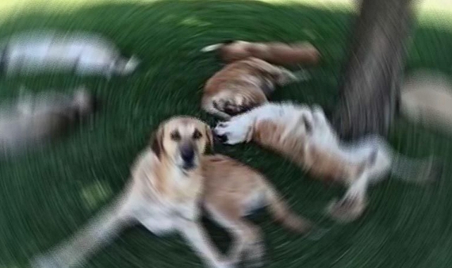 Urfa'da kuduz köpeğin saldırısına uğradı! Genç adam hayatını kaybetti!