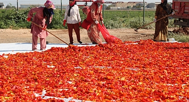 Şanlıurfa Büyükşehir 'de İsot hasadı başladı