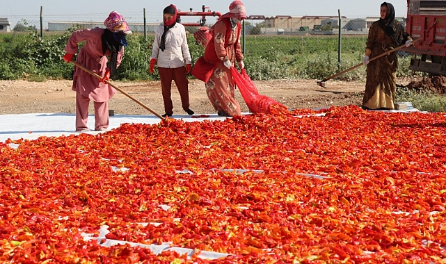 Şanlıurfa Büyükşehir 'de İsot hasadı başladı